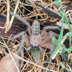 Delena cancerides at Gundaroo, NSW - 6 Nov 2018 10:11 PM