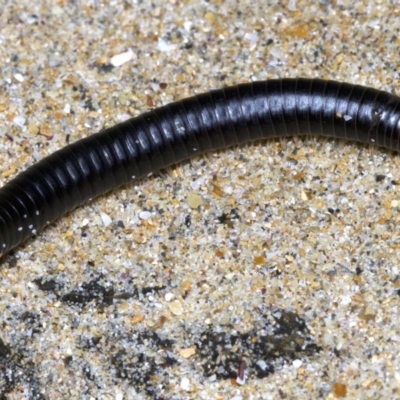 Unidentified Millipede (Diplopoda) at Undefined - 2 Oct 2018 by jb2602