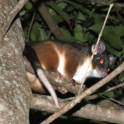 Pseudocheirus peregrinus (Common Ringtail Possum) at Undefined - 25 Oct 2018 by jbromilow50