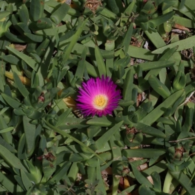 Carpobrotus glaucescens (Pigface) at Batemans Marine Park - 27 Oct 2018 by jb2602