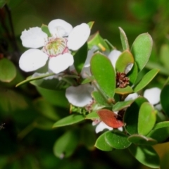 Leptospermum grandifolium (Woolly Teatree, Mountain Tea-tree) at Coree, ACT - 3 Nov 2018 by Harrisi