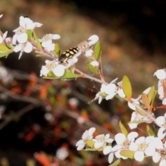 Leptospermum grandifolium at Coree, ACT - 3 Nov 2018