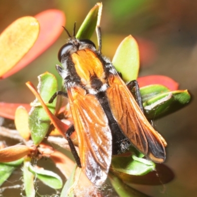 Pelecorhynchus fulvus (Orange cap-nosed fly) at Coree, ACT - 3 Nov 2018 by Harrisi