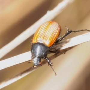 Phyllotocus rufipennis at Molonglo River Reserve - 5 Nov 2018 09:46 AM