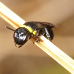 Hylaeus (Prosopisteron) primulipictus (Hylaeine colletid bee) at Kama - 4 Nov 2018 by Harrisi