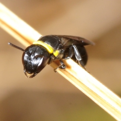 Hylaeus (Prosopisteron) primulipictus (Hylaeine colletid bee) at Molonglo River Reserve - 4 Nov 2018 by Harrisi