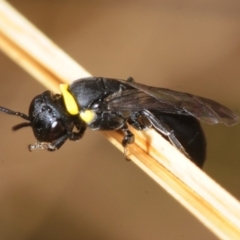 Hylaeus (Prosopisteron) primulipictus at Molonglo River Reserve - 5 Nov 2018 09:55 AM