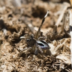 Maratus chrysomelas (Variable Peacock Spider) at Michelago, NSW - 2 Nov 2018 by Illilanga