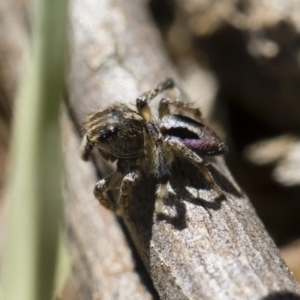 Maratus chrysomelas at Michelago, NSW - 3 Nov 2018