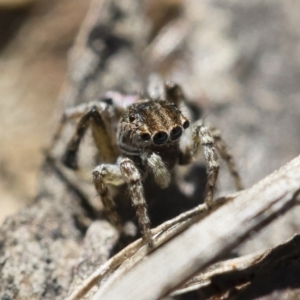 Maratus chrysomelas at Michelago, NSW - 3 Nov 2018