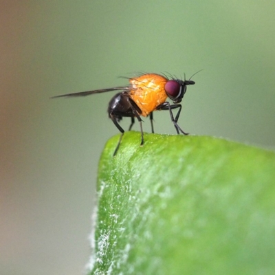 Sapromyza sciomyzina (A lauxid fly) - 21 Oct 2018 by David