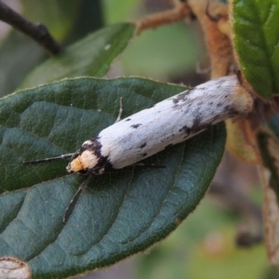 Philobota lysizona (A concealer moth) at Paddys River, ACT - 25 Oct 2018 by michaelb