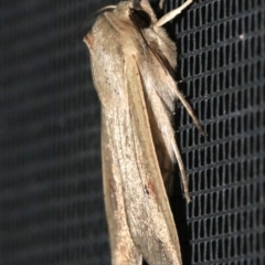 Mythimna (Pseudaletia) convecta (Common Armyworm) at Ainslie, ACT - 4 Nov 2018 by jb2602