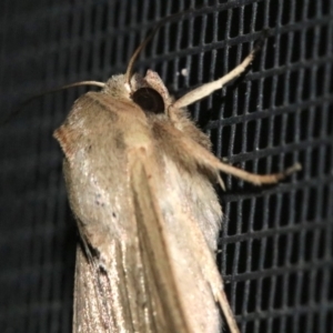 Mythimna (Pseudaletia) convecta at Ainslie, ACT - 4 Nov 2018 08:31 PM