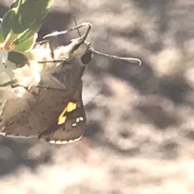 Trapezites phigalioides (Montane Ochre) at Mount Taylor - 30 Oct 2018 by PeterR