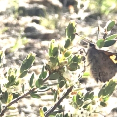 Trapezites phigalioides at Mount Taylor - 30 Oct 2018 05:17 PM