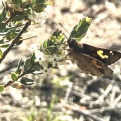 Trapezites phigalioides at Mount Taylor - 30 Oct 2018 05:17 PM