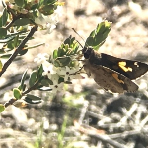 Trapezites phigalioides at Mount Taylor - 30 Oct 2018