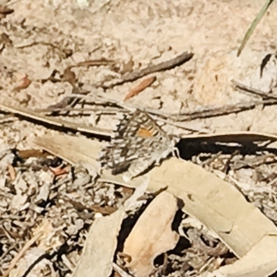 Lucia limbaria (Chequered Copper) at Mount Taylor - 30 Oct 2018 by PeterR