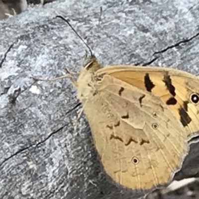 Heteronympha merope (Common Brown Butterfly) at ANBG South Annex - 5 Nov 2018 by PeterR