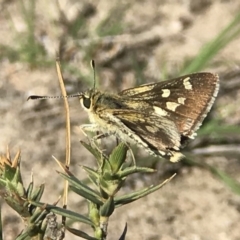 Trapezites luteus (Yellow Ochre, Rare White-spot Skipper) at Mount Taylor - 30 Oct 2018 by PeterR