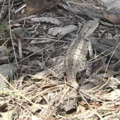 Amphibolurus muricatus (Jacky Lizard) at Kambah, ACT - 4 Nov 2018 by PeterR