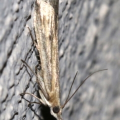 Faveria tritalis (Couchgrass Webworm) at Ainslie, ACT - 28 Oct 2018 by jb2602