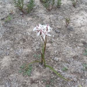 Burchardia umbellata at Amaroo, ACT - 5 Nov 2018