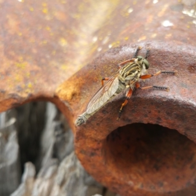 Zosteria sp. (genus) (Common brown robber fly) at Amaroo, ACT - 5 Nov 2018 by nathkay