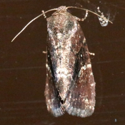 Elusa semipecten (Variable Armyworm) at Rosedale, NSW - 25 Oct 2018 by jbromilow50