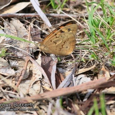 Heteronympha merope (Common Brown Butterfly) at Undefined - 30 Oct 2018 by CharlesDove