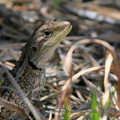 Amphibolurus muricatus (Jacky Lizard) at South Pacific Heathland Reserve - 30 Oct 2018 by CharlesDove