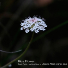 Trachymene incisa (Native Parsnip) at Ulladulla, NSW - 30 Oct 2018 by CharlesDove