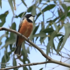 Pachycephala rufiventris (Rufous Whistler) at Yatteyattah Nature Reserve - 28 Oct 2018 by CharlesDove