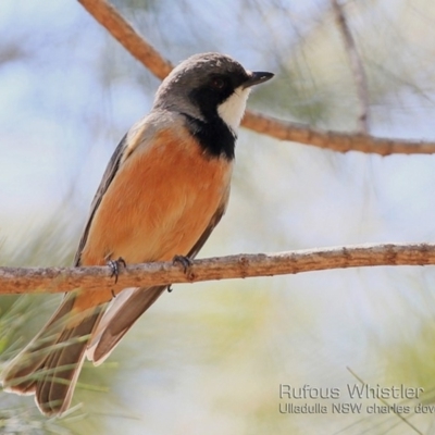 Pachycephala rufiventris (Rufous Whistler) at Undefined - 30 Oct 2018 by Charles Dove