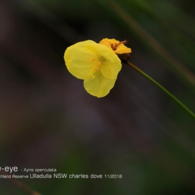 Xyris sp. (Yellow Eye) at South Pacific Heathland Reserve - 29 Oct 2018 by Charles Dove