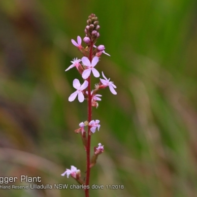 Stylidium graminifolium (grass triggerplant) at South Pacific Heathland Reserve - 30 Oct 2018 by CharlesDove