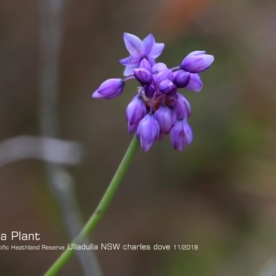 Sowerbaea juncea (Vanilla Lily) at South Pacific Heathland Reserve - 30 Oct 2018 by CharlesDove