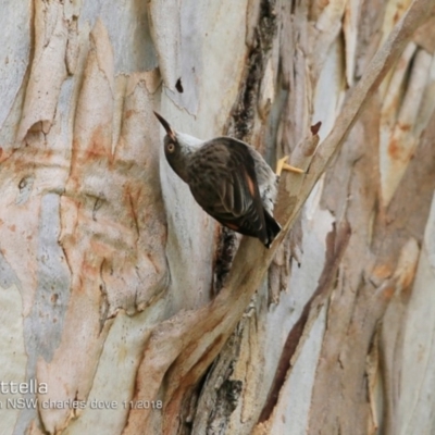 Daphoenositta chrysoptera (Varied Sittella) at Undefined - 29 Oct 2018 by CharlesDove