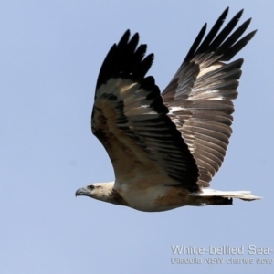 Haliaeetus leucogaster at Ulladulla - Warden Head Bushcare - 2 Nov 2018 12:00 AM