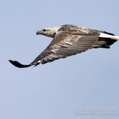 Haliaeetus leucogaster at Ulladulla - Warden Head Bushcare - 2 Nov 2018 12:00 AM