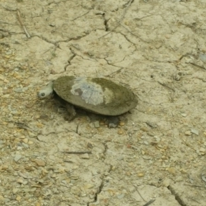 Chelodina longicollis at Amaroo, ACT - 5 Nov 2018