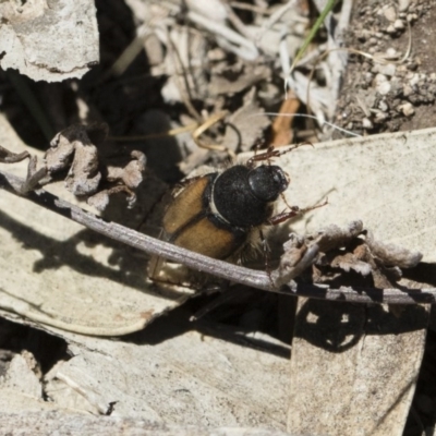 Liparetrus discipennis (A chafer beetle) at Michelago, NSW - 3 Nov 2018 by Illilanga