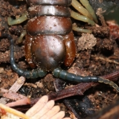 Cormocephalus aurantiipes (Orange-legged Centipede) at Hall, ACT - 6 Nov 2018 by jbromilow50