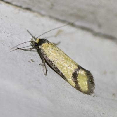 Philobota ancylotoxa (A concealer moth) at Michelago, NSW - 2 Oct 2018 by Illilanga