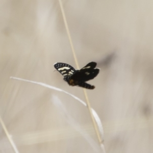 Phalaenoides tristifica at Michelago, NSW - 1 Oct 2018 01:41 PM