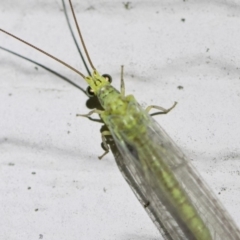 Plesiochrysa ramburi (A Green Lacewing) at Michelago, NSW - 2 Oct 2018 by Illilanga