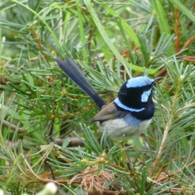 Malurus cyaneus (Superb Fairywren) at Undefined - 7 Nov 2018 by vivdavo