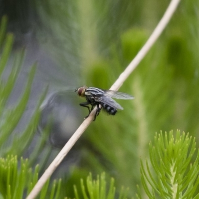 Sarcophagidae (family) (Unidentified flesh fly) at Illilanga & Baroona - 7 Jan 2018 by Illilanga