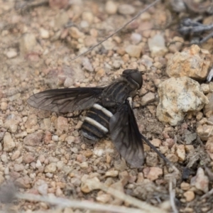 Villa sp. (genus) at Michelago, NSW - 3 Jan 2018